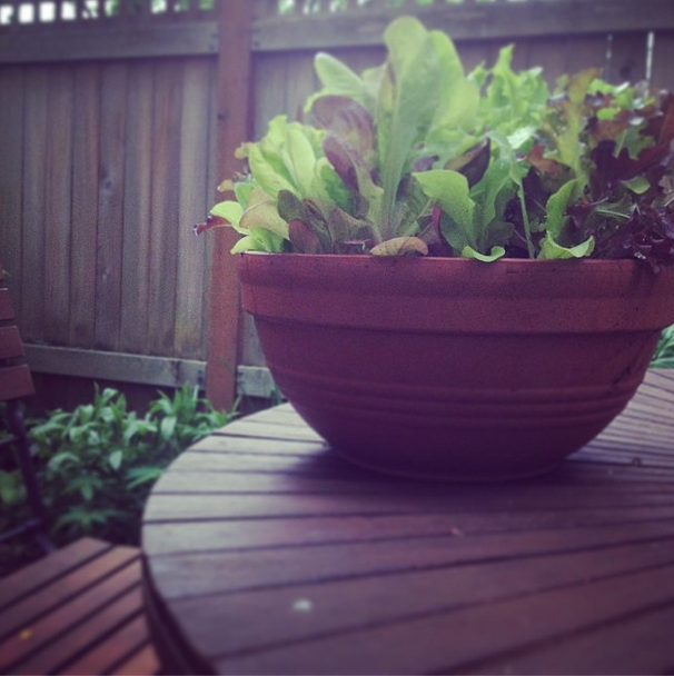 Grow your own "salad bowl" » asacredjourney.net
